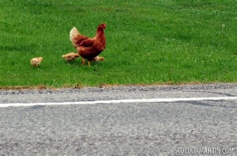 Jugar chicken road - Descubre el Exclusivo Juego de Cartas Chicken Road en España en Línea