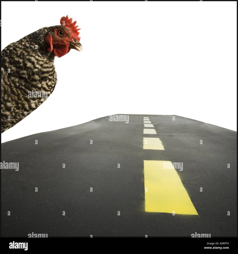 Guide to chicken road nederland